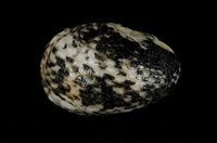 藏品(漁舟蜑螺)的圖片